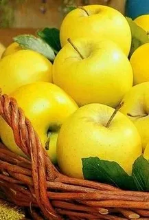 تصویر 1 از قیمت سیب زرد لبنانی با کیفیت ارزان + خرید عمده